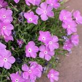 Santa Fe Phlox